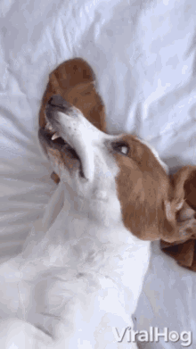 adorable basset hound makes silly faces smile say cheese cute dog funny dog
