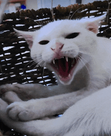 Mad Cat GIF - Mad Cat GIFs
