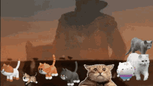 Cat Wranglers Cats Cats On The Range GIF - Cat Wranglers Cats Cats On The Range The Great Kitten Drive Of2021 GIFs