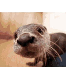 Otter Cuteotter GIF - Otter Cuteotter Ottercutie GIFs