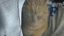 Sleeping Beauty Sleeping Cat GIF - Sleeping Beauty Sleeping Cat Happy Cat GIFs