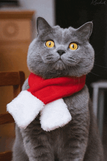 котики в новогодних шапках GIF - котики в новогодних шапках и шарфе GIFs