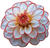 a close up of a flower with water drops on it