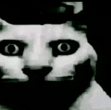 a black and white photo of a cat 's face with big black eyes .