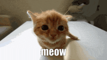 a kitten is sitting on a table and the word meow is on the bottom right