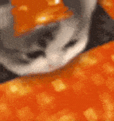 a close up of a cat laying on a piece of orange .
