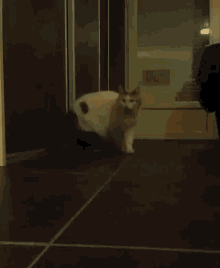 Cat Walk GIF - Cat Walk Cute GIFs