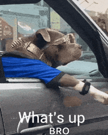a dog wearing sunglasses and a blue shirt is sitting in a car with the words what 's up bro on the door