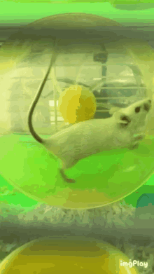 mouse running late cute