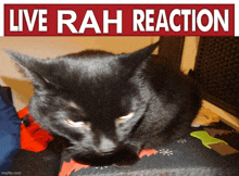 Cat Reaction GIF
