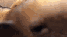 a close up of a dog 's nose with a blurred background