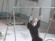 Red Panda Pull Ups GIF - Cute Red Panda Gymnastics GIFs