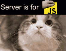 Server Is For Js Javascript GIF - Server Is For Js Javascript Js GIFs