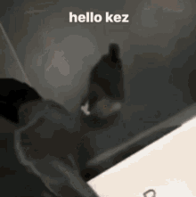 Kez Bff GIF - Kez Bff For Kez GIFs
