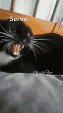 Server Cat Finger Mouth GIF - Server Cat Finger Mouth GIFs