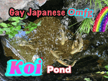a picture of fish in a pond with the words gay japanese omfg koi pond