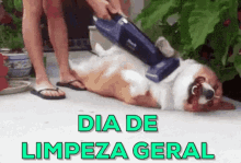 Dia De Limpar A Casa / Limpeza / Faxina / Cachorro GIF - Cleaning Doggo Vacuum GIFs