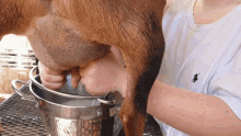 Milking Weed Em And Reap GIF - Milking Weed Em And Reap Getting Milk GIFs