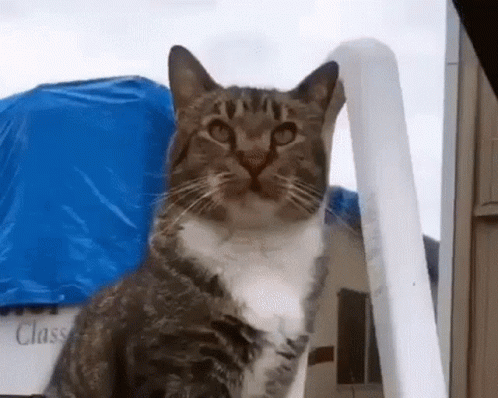 Angry Cat.gif - Pets   - Global Online Forum