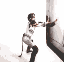 Tumblebrutus Cats The Musical GIF - Tumblebrutus Cats The Musical Bill Bailey GIFs