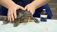 getting a check up world turtle day dr ks exotic animal er health check up trying to escape