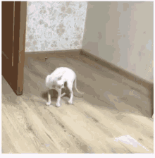 Omg Cat GIF - Omg Cat Hide GIFs