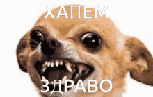 Hapem Zdravo Dog GIF - Hapem Zdravo Dog χαπεμздраво GIFs