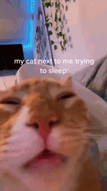 sleepy animal meme