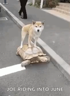 Turtle Friends GIF - Turtle Friends Dog GIFs
