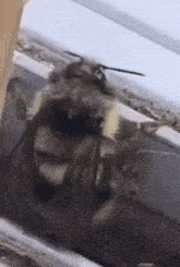 a close up of a bee sitting on top of a container .