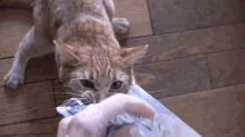 a cat is playing with a piece of paper that says ' aluminum foil ' on it