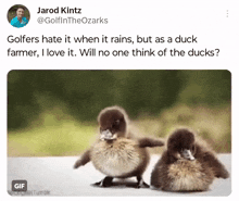 Rain Duckling GIF - Rain Duckling Ducks GIFs