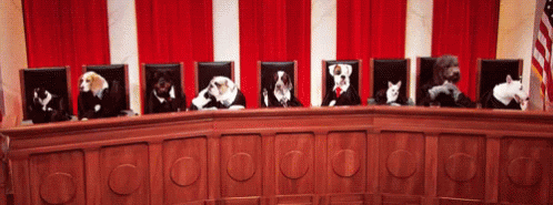 Dog Court Now In Session - Last Week Tonight GIF - Last Week Tonight Dog Court Dogs GIFs Dog Court Now In Session - Last Week Tonight GIF - Last Week Tonight Dog Court Dogs GIFs