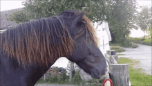Horse Standing GIF - Horse Standing Animal GIFs
