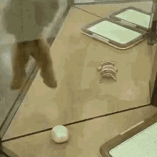 a cat is playing with a ball in front of a mirror in a room .