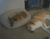 a dog laying on a pillow next to another dog on the floor