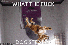 a picture of a dog being thrown in the air with the caption what the fuck dog stealer