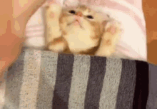 Kitten Ready_for_bed GIF