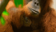 Orangutan Primate GIF - Orangutan Primate Animal GIFs