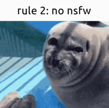rules seals