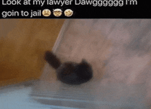 Cat Lawyer Cat Meme GIF - Cat Lawyer Cat Meme Look At My Lawyer GIFs