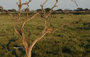 Leaping Through The Tree GIF - Savage Kingdom Wild Animals Big Cats GIFs