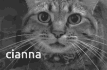 Cianna Cat GIF - Cianna Cat Meow GIFs
