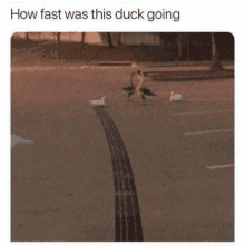 How_fast_was_this_ducc_going GIF - How_fast_was_this_ducc_going GIFs