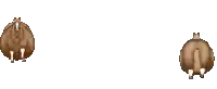 two brown sheep are standing next to each other on a white background