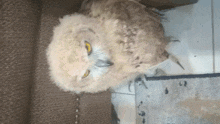 an owl is sitting on a couch and looking at the camera .