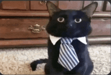 Lawyer Cat GIF - Lawyer Cat Catlawyer GIFs