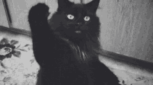 cat kara kedi