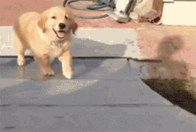Puppy Happy GIF
