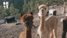 Alpaca Ranch GIF - Alpaca Ranch Munching GIFs